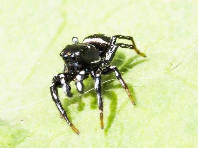  Heliophanus apiatus Simon, 1868