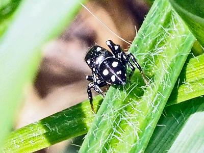  Heliophanus apiatus Simon, 1868