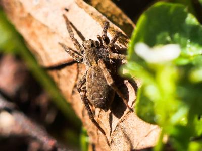  Alopecosa albofasciata (Brullé, 1832)