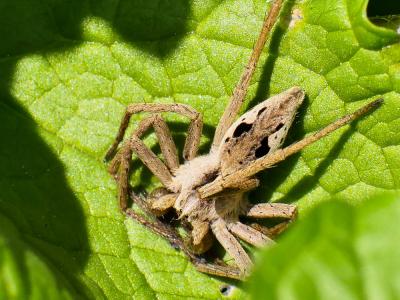 Pisaure admirable Pisaura mirabilis (Clerck, 1758)