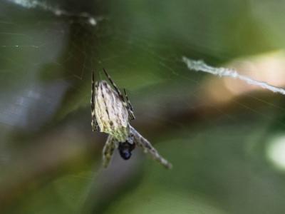 Ulobore de Walckenaer Uloborus walckenaerius Latreille, 1806