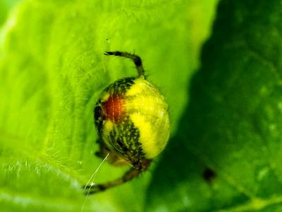  Araniella alpica (L. Koch, 1869)