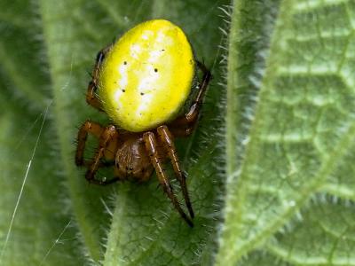  Araniella alpica (L. Koch, 1869)