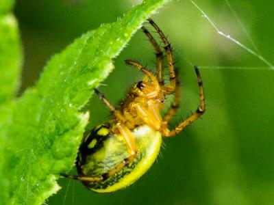  Araniella alpica (L. Koch, 1869)