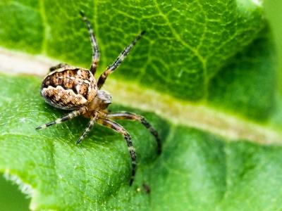 Épeire diadème Araneus diadematus Clerck, 1758