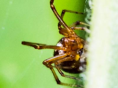 Théridion Sisyphe Phylloneta sisyphia (Clerck, 1758)