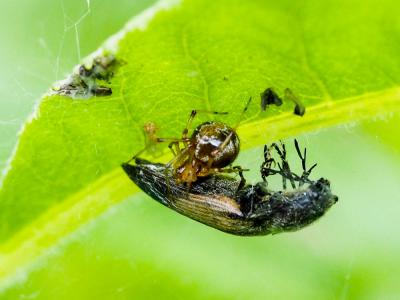 Théridion Sisyphe Phylloneta sisyphia (Clerck, 1758)