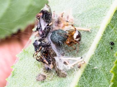 Théridion Sisyphe Phylloneta sisyphia (Clerck, 1758)