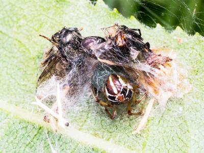 Théridion Sisyphe Phylloneta sisyphia (Clerck, 1758)
