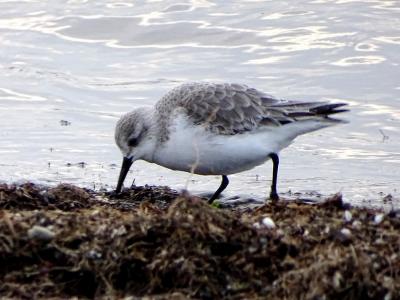 Bécasseau sanderling Calidris alba (Pallas, 1764)