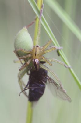  Micrommata ligurinum (C. L. Koch, 1845)