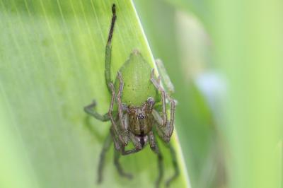  Micrommata ligurinum (C. L. Koch, 1845)