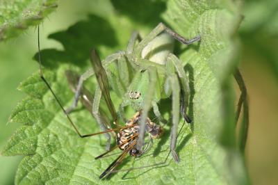  Micrommata ligurinum (C. L. Koch, 1845)