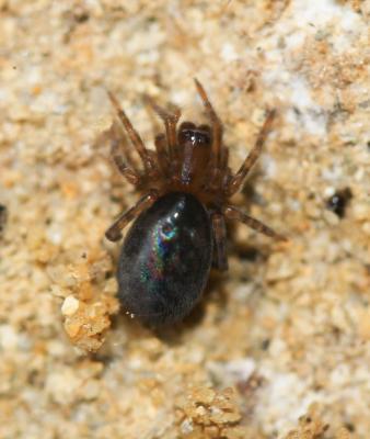  Amaurobius erberi (Keyserling, 1863)