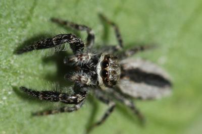  Pseudicius encarpatus (Walckenaer, 1802)