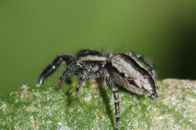  Pseudicius encarpatus (Walckenaer, 1802)