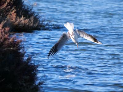 Mouette rieuse Chroicocephalus ridibundus (Linnaeus, 1766)