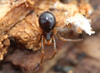  Crustulina 