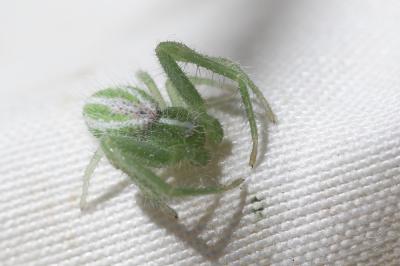 Thomise épineux Heriaeus 