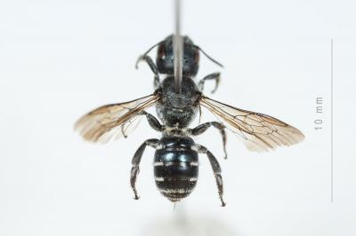  Osmia cephalotes Morawitz, 1870