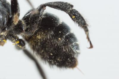  Osmia cephalotes Morawitz, 1870