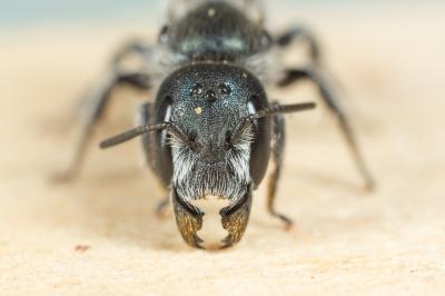  Osmia cephalotes Morawitz, 1870