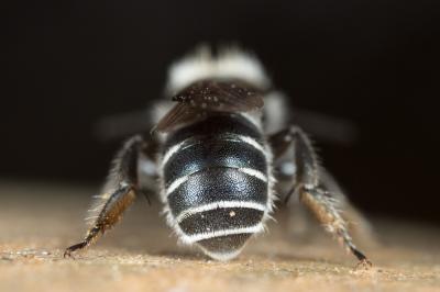  Osmia cephalotes Morawitz, 1870