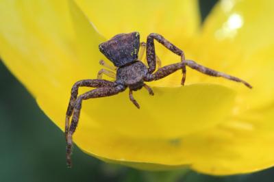 Thomise tronqué Pistius truncatus (Pallas, 1772)