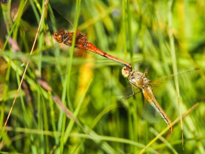 Sympétrum jaune d'or (Le) Sympetrum flaveolum (Linnaeus, 1758)