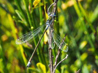 Leste fiancé Lestes sponsa (Hansemann, 1823)