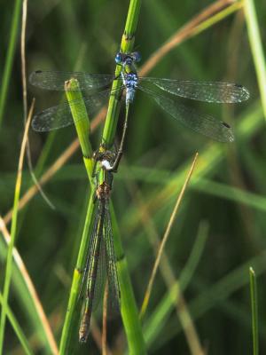 Leste fiancé Lestes sponsa (Hansemann, 1823)