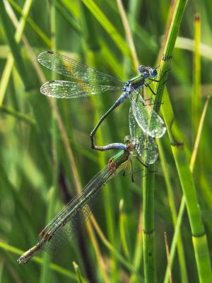 Leste fiancé Lestes sponsa (Hansemann, 1823)