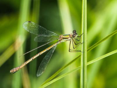 Leste fiancé Lestes sponsa (Hansemann, 1823)