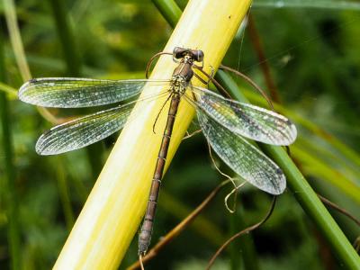 Leste fiancé Lestes sponsa (Hansemann, 1823)