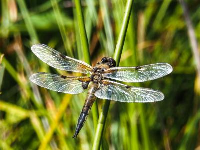 Libellule quadrimaculée (La), Libellule à quatre t Libellula quadrimaculata Linnaeus, 1758