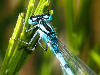 Agrion porte-coupe Enallagma cyathigerum (Charpentier, 1840)