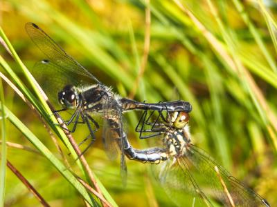 Sympétrum noir (Le) Sympetrum danae (Sulzer, 1776)