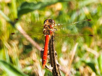 Sympétrum vulgaire (Le) Sympetrum vulgatum (Linnaeus, 1758)