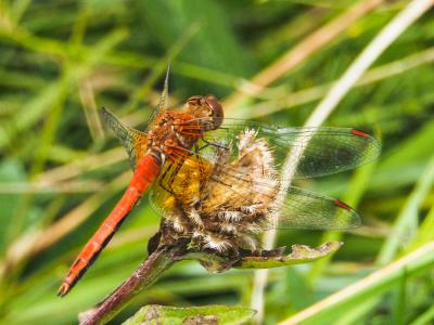 Sympétrum jaune d'or (Le) Sympetrum flaveolum (Linnaeus, 1758)