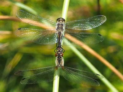Sympétrum noir (Le) Sympetrum danae (Sulzer, 1776)