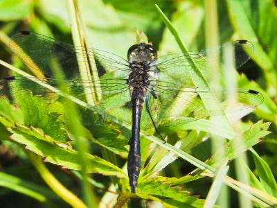 Sympétrum noir (Le) Sympetrum danae (Sulzer, 1776)