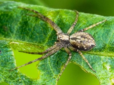  Philodromus 