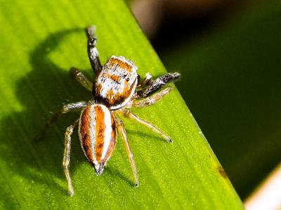  Icius hamatus (C.L. Koch, 1846)