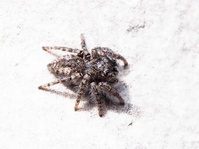 Saltique sanguinolent Philaeus chrysops (Poda, 1761)