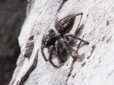 Saltique sanguinolent Philaeus chrysops (Poda, 1761)