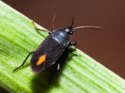 Aphanus de Rolander Aphanus rolandri (Linnaeus, 1758)