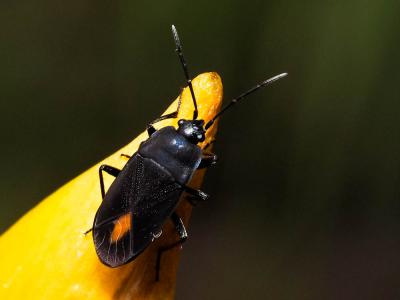 Aphanus de Rolander Aphanus rolandri (Linnaeus, 1758)