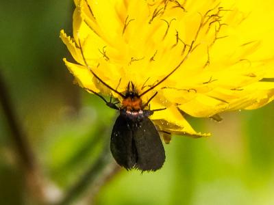  Cauchas rufifrontella (Treitschke, 1833)