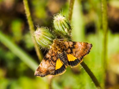 Noctuelle héliaque (La) Panemeria tenebrata (Scopoli, 1763)