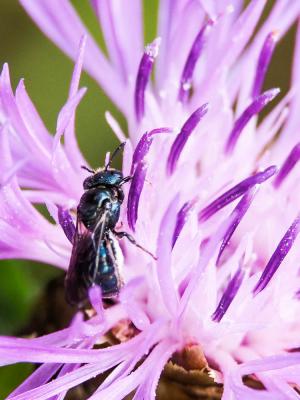 Cératine bleutée Ceratina cyanea (Kirby, 1802)